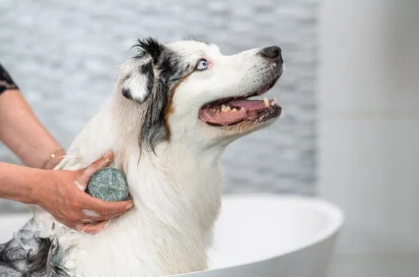 Nasser Hund mit weißem langem Fell sitzt in einer Badewanne. Eine Frau seift ihm mit dem Happy Soaps Hunde Shampoo universal ein.