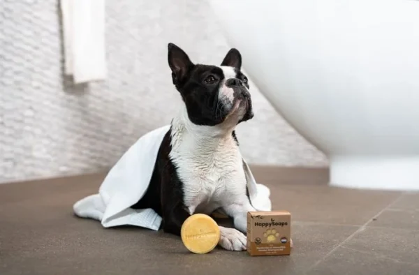 Nasser Hund mit kurzem weiß-schwarzem Fell liegt mit einem Handtuch vor einer Badewanne. Vor ihm liegt das Happy Soaps Hunde Shampoo kurzhaar.